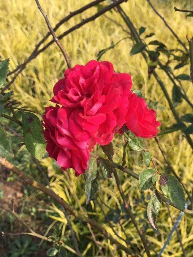 <a href='http://zishuwang.com.cn/tengbenpanyuanzhiwu/3421.html' target='_blank'>薔薇花</a>