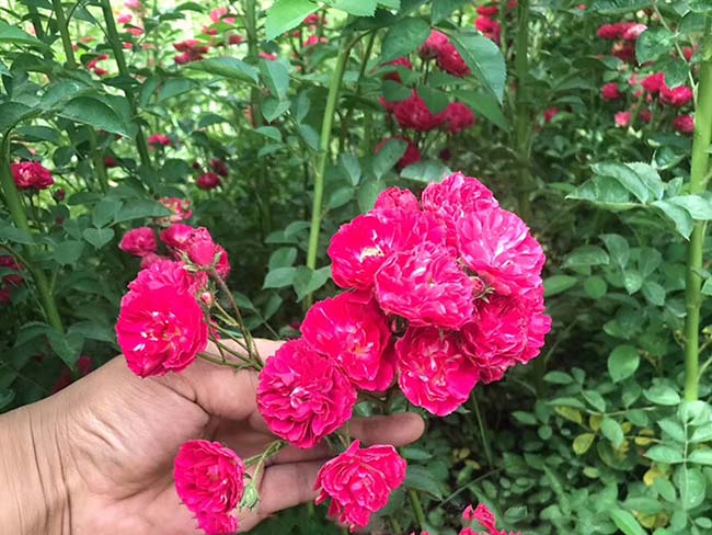<a href='http://zishuwang.com.cn/linmuzhongzi/1702.html' target='_blank'>薔薇</a>花