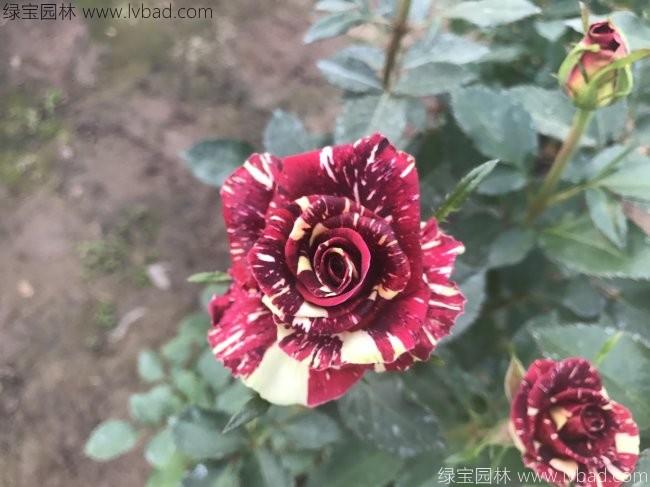 歐月<a href='http://zishuwang.com.cn/linmuzhongzi/1700.html' target='_blank'>月季花</a>苗