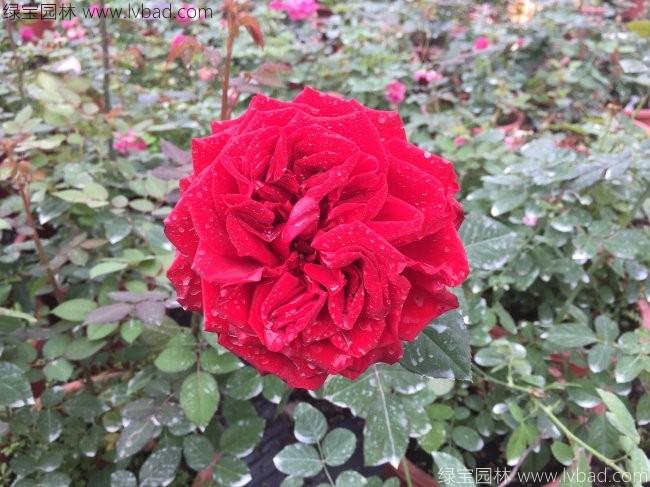 歐月<a href='http://zishuwang.com.cn/linmuzhongzi/1700.html' target='_blank'>月季花</a>苗