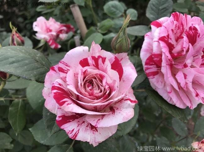 歐月<a href='http://zishuwang.com.cn/tengbenpanyuanzhiwu/3570.html' target='_blank'>月季</a>花苗