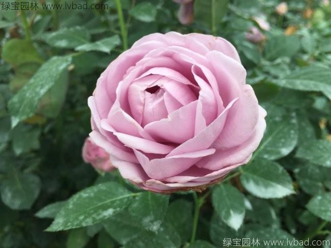 <a href='http://zishuwang.com.cn/linmuzhongzi/1700.html' target='_blank'>月季花</a>
