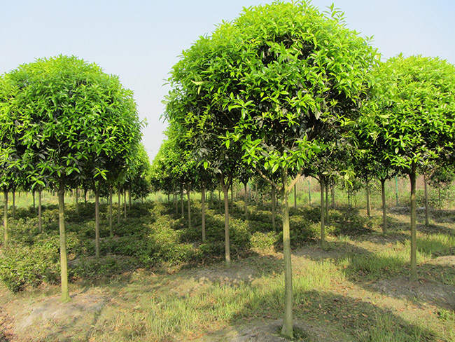 <a href='http://zishuwang.com.cn/linmuzhongzi/1768.html' target='_blank'>桂花</a>樹