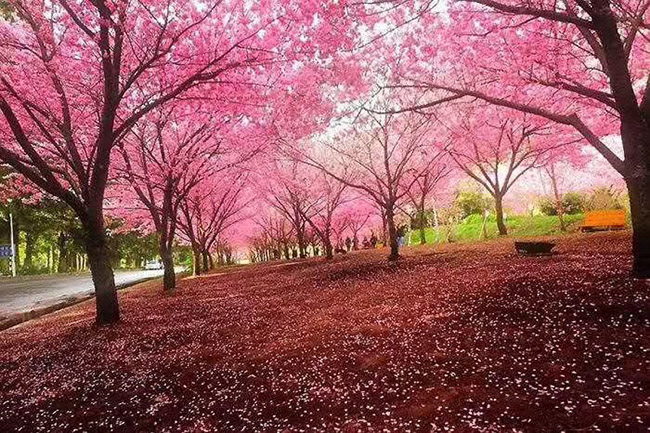 日本<a href='http://zishuwang.com.cn/linmuzhongzi/1777.html' target='_blank'>櫻花</a>