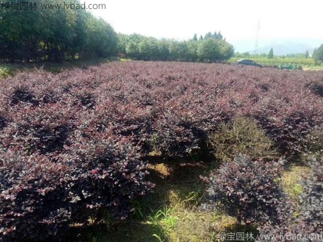 <a href='http://zishuwang.com.cn/qiuleizhiwu/3507.html' target='_blank'>紅花繼木球</a>