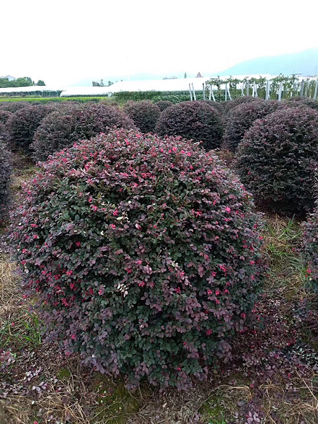 <a href='http://zishuwang.com.cn/dibeiguanmu/9770.html' target='_blank'>紅花繼木</a>球