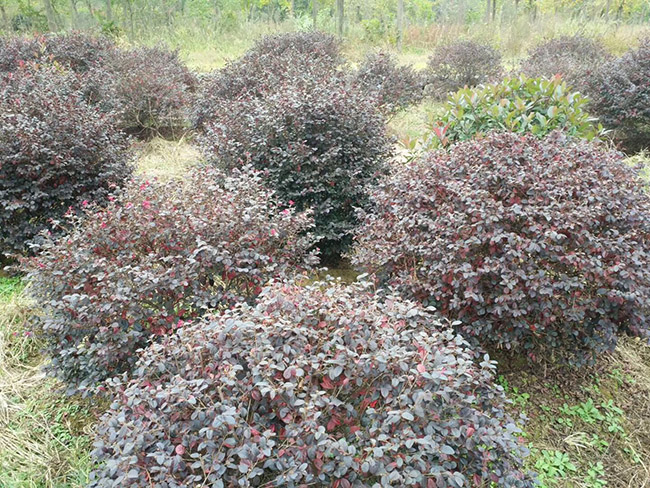 <a href='http://zishuwang.com.cn/yaocaizhongzi/2335.html' target='_blank'>紅花</a>繼木球
