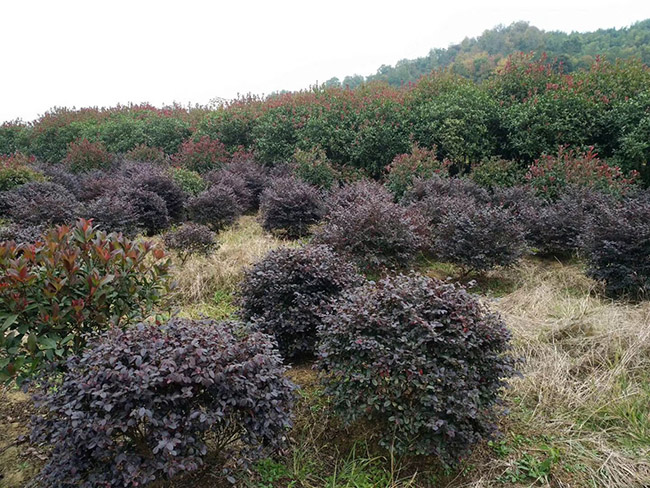 <a href='http://zishuwang.com.cn/dibeiguanmu/9770.html' target='_blank'>紅花繼木</a>球
