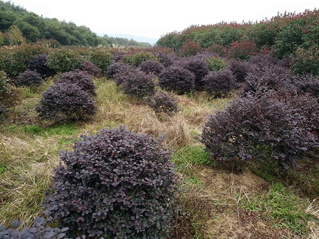 <a href='http://zishuwang.com.cn/qiuleizhiwu/3507.html' target='_blank'>紅花繼木球</a>