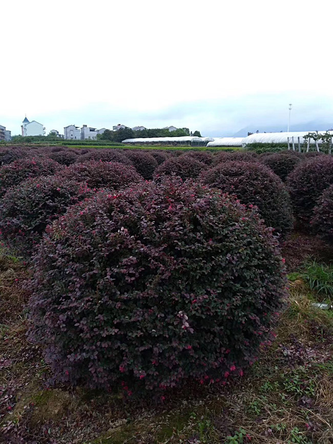 <a href='http://zishuwang.com.cn/yaocaizhongzi/2335.html' target='_blank'>紅花</a>繼木球
