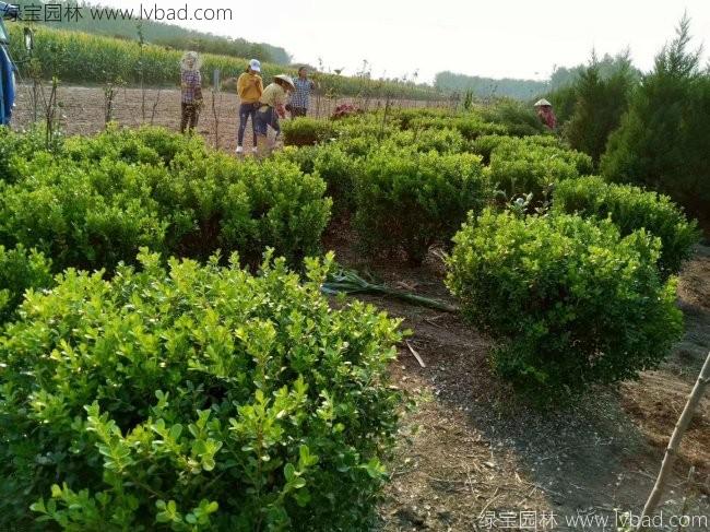 <a href='http://zishuwang.com.cn/qiuleizhiwu/3501.html' target='_blank'>瓜子黃楊球</a>
