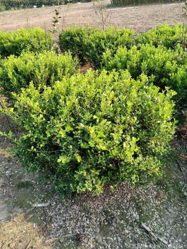 <a href='http://zishuwang.com.cn/linmuzhongzi/2215.html' target='_blank'>瓜子黃楊</a>球