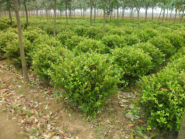 <a href='http://zishuwang.com.cn/linmuzhongzi/1764.html' target='_blank'>小葉黃楊</a>球