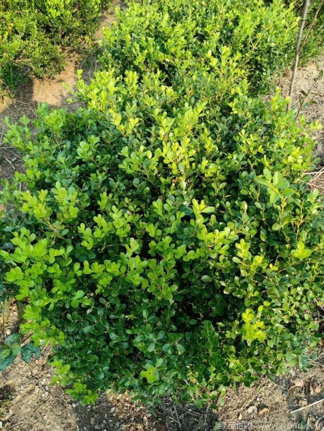 <a href='http://zishuwang.com.cn/linmuzhongzi/1764.html' target='_blank'>小葉黃楊</a>球