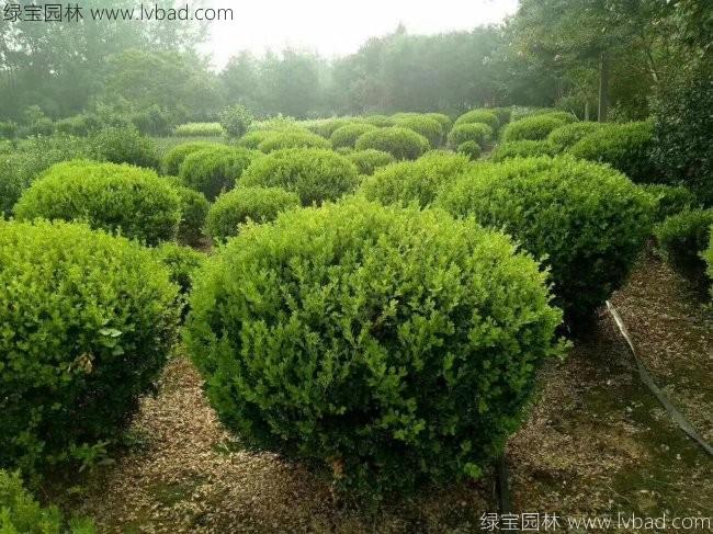 <a href='http://zishuwang.com.cn/qiuleizhiwu/3499.html' target='_blank'>小葉黃楊球</a>