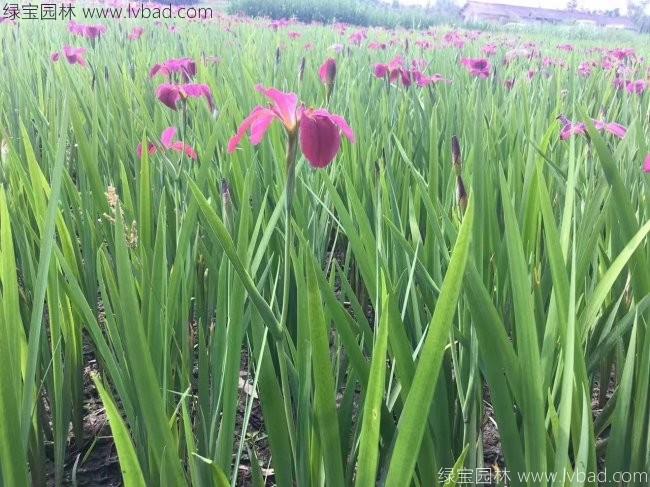 水生<a href='http://zishuwang.com.cn/caohuazhongzi/1578.html' target='_blank'>鳶尾</a>