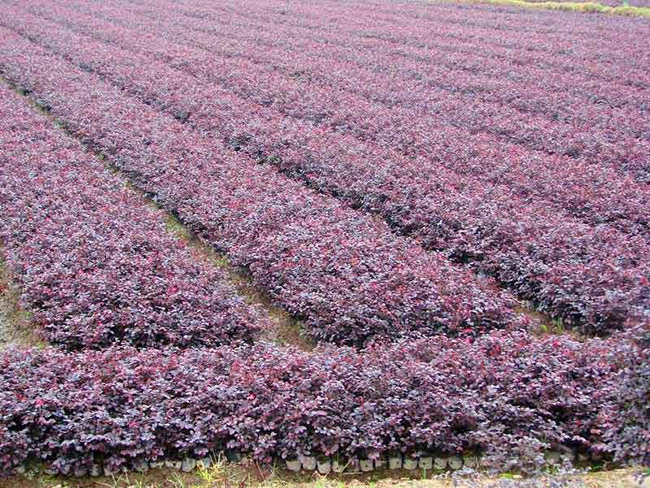 <a href='http://zishuwang.com.cn/dibeiguanmu/9770.html' target='_blank'>紅花繼木</a>