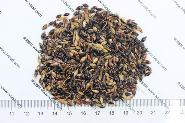 <a href='http://zishuwang.com.cn/mucaozhongzi/11.html' target='_blank'>蘇丹草種子</a>