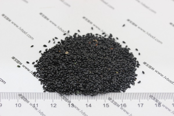 耬斗菜<a href='http://zishuwang.com.cn/' target='_blank'>種子</a>