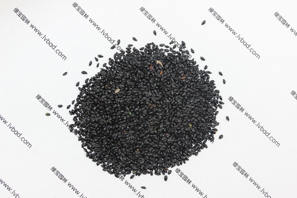 <a href='http://zishuwang.com.cn/caohuazhongzi/1586.html' target='_blank'>耬斗菜種子</a>