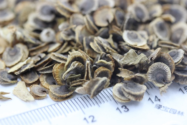錦葵<a href='http://zishuwang.com.cn/' target='_blank'>種子</a>