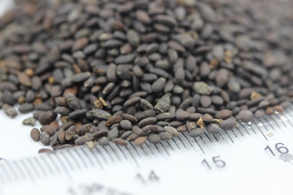 <a href='http://zishuwang.com.cn/caohuazhongzi/1044.html' target='_blank'>芳香鼠尾草種子</a>