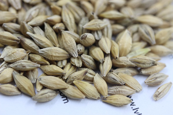 <a href='http://zishuwang.com.cn/mucaozhongzi/9.html' target='_blank'>大麥種子</a>
