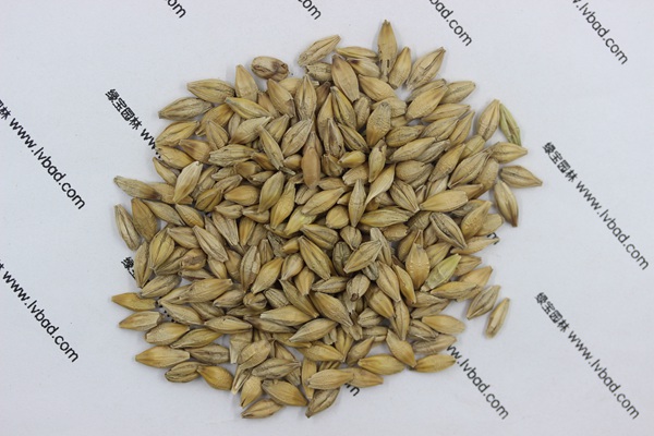 <a href='http://zishuwang.com.cn/mucaozhongzi/9.html' target='_blank'>大麥</a><a href='http://zishuwang.com.cn/' target='_blank'>種子</a>