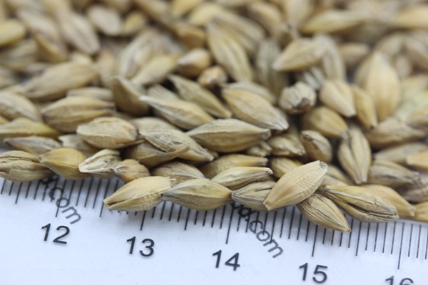 大麥<a href='http://zishuwang.com.cn/' target='_blank'>種子</a>
