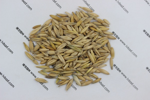 <a href='http://zishuwang.com.cn/mucaozhongzi/10.html' target='_blank'>燕麥種子</a>