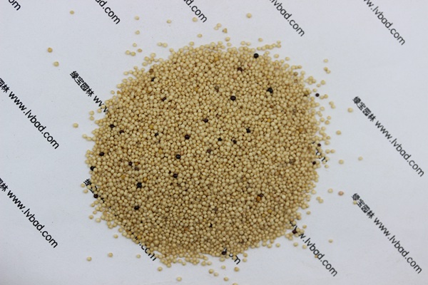 <a href='http://zishuwang.com.cn/mucaozhongzi/1693.html' target='_blank'>籽粒莧</a><a href='http://zishuwang.com.cn/' target='_blank'>種子</a>