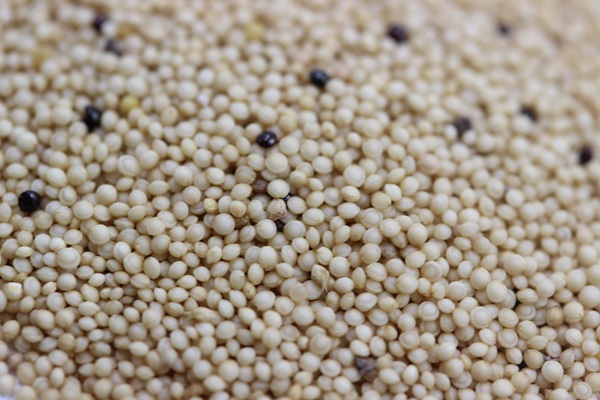 籽粒莧<a href='http://zishuwang.com.cn/' target='_blank'>種子</a>