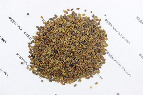 <a href='http://zishuwang.com.cn/mucaozhongzi/1694.html' target='_blank'>紫云英</a><a href='http://zishuwang.com.cn/' target='_blank'>種子</a>