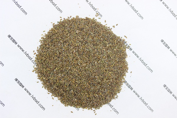 <a href='http://zishuwang.com.cn/mucaozhongzi/14650.html' target='_blank'>沙蒿</a><a href='http://zishuwang.com.cn/' target='_blank'>種子</a>