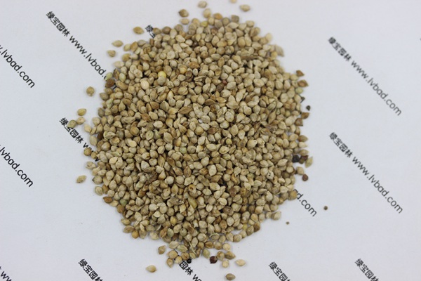 <a href='http://zishuwang.com.cn/mucaozhongzi/14651.html' target='_blank'>小米草</a>
