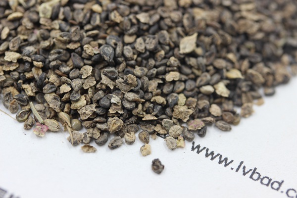<a href='http://zishuwang.com.cn/caohuazhongzi/1041.html' target='_blank'>地膚種子</a>
