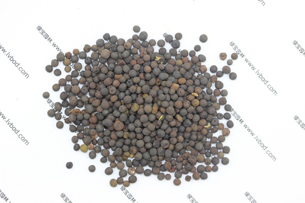 <a href='http://zishuwang.com.cn/mucaozhongzi/6.html' target='_blank'>紫花苕</a><a href='http://zishuwang.com.cn/' target='_blank'>種子</a>