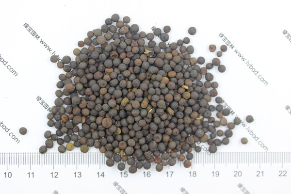 <a href='http://zishuwang.com.cn/mucaozhongzi/6.html' target='_blank'>紫花苕</a><a href='http://zishuwang.com.cn/' target='_blank'>種子</a>