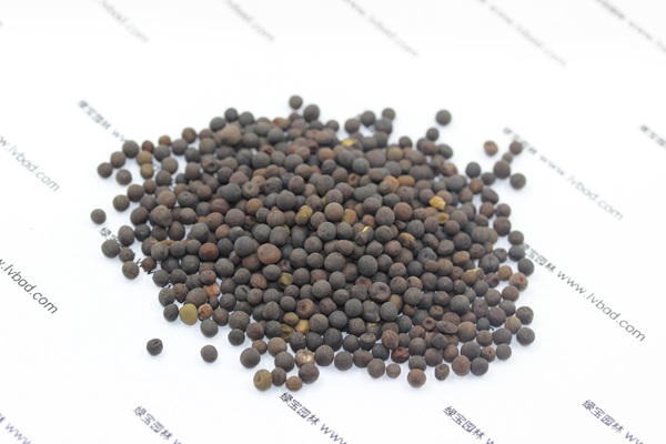 紫花苕<a href='http://zishuwang.com.cn/' target='_blank'>種子</a>