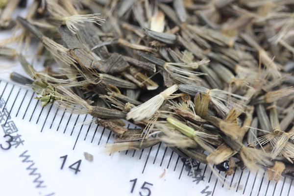 蛇鞭菊<a href='http://zishuwang.com.cn/' target='_blank'>種子</a>