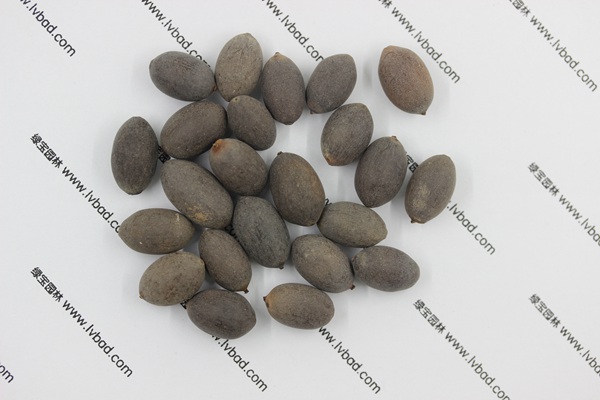 <a href='http://zishuwang.com.cn/caohuazhongzi/1059.html' target='_blank'>荷花</a><a href='http://zishuwang.com.cn/' target='_blank'>種子</a>