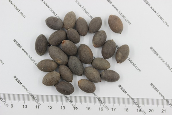 荷花<a href='http://zishuwang.com.cn/' target='_blank'>種子</a>
