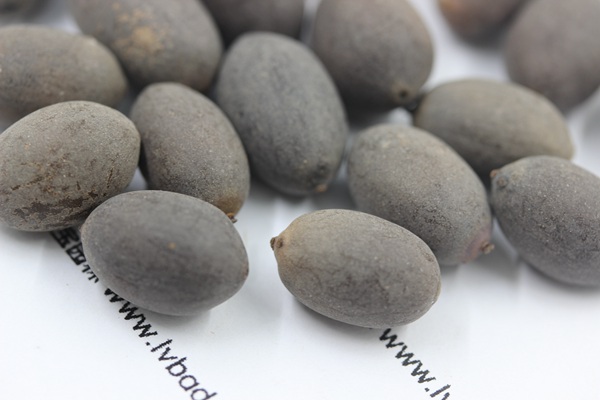 <a href='http://zishuwang.com.cn/caohuazhongzi/1059.html' target='_blank'>荷花種子</a>