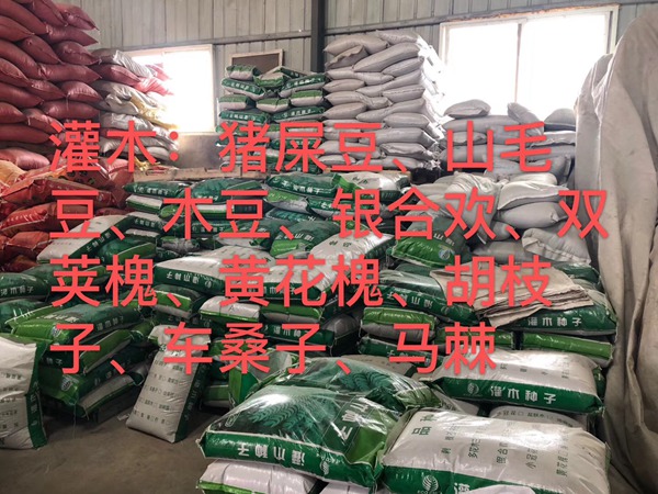 <a href='http://zishuwang.com.cn/linmuzhongzi/16015.html' target='_blank'>刺槐種子</a>