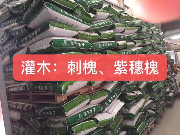 <a href='http://zishuwang.com.cn/linmuzhongzi/16015.html' target='_blank'>刺槐</a><a href='http://zishuwang.com.cn/' target='_blank'>種子</a>