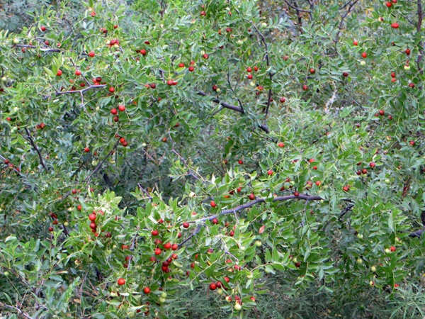 酸棗<a href='http://zishuwang.com.cn/' target='_blank'>種子</a>
