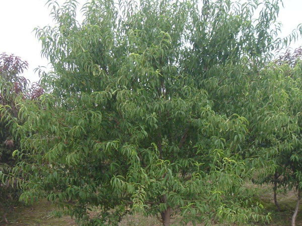 <a href='http://zishuwang.com.cn/guoshuzhongzi/2185.html' target='_blank'>山桃種子</a>