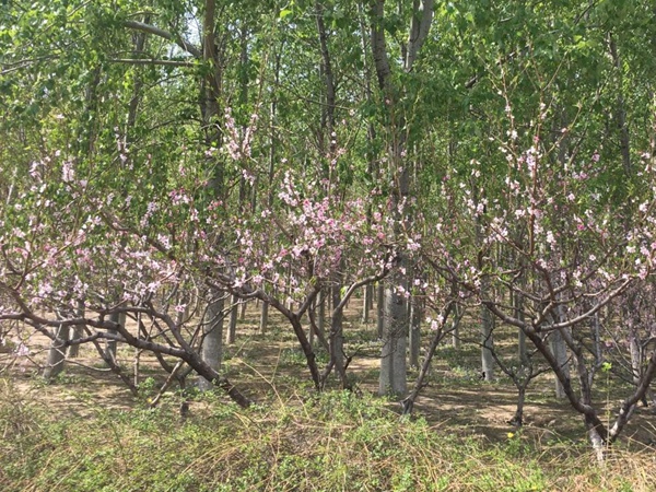 山桃<a href='http://zishuwang.com.cn/' target='_blank'>種子</a>