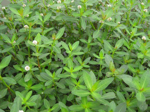 <a href='http://zishuwang.com.cn/shuicaozhongzi/1862.html' target='_blank'>水花生</a>
