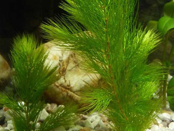 <a href='http://zishuwang.com.cn/shuicaozhongzi/1857.html' target='_blank'>金魚藻種子</a>